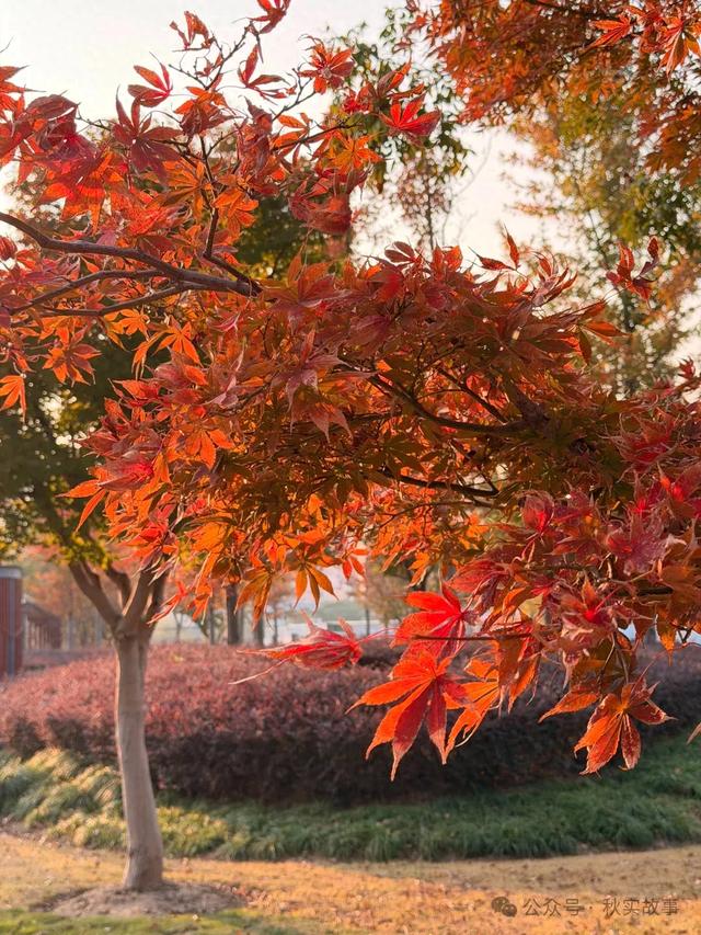 上海最美枫叶公园，错过等一年，半马苏河·云岭公园秋色满园