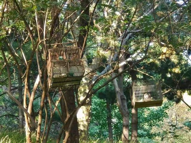 北京警方紧急提醒：发现这种笼子，马上报警！