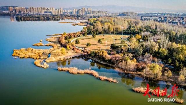 洁白飘逸！大同芦苇花正开得热烈