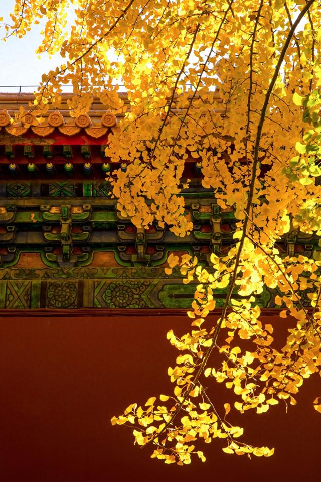 在秋天进故宫前一定要去的地方，中山公园的银杏简直是赏秋圣地