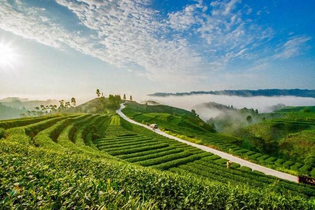 聚焦茶文旅融合 释放消费潜能 深化产业提振