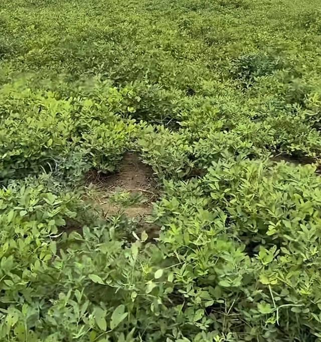 挖金矿攻略（花生采收黄金期来临）