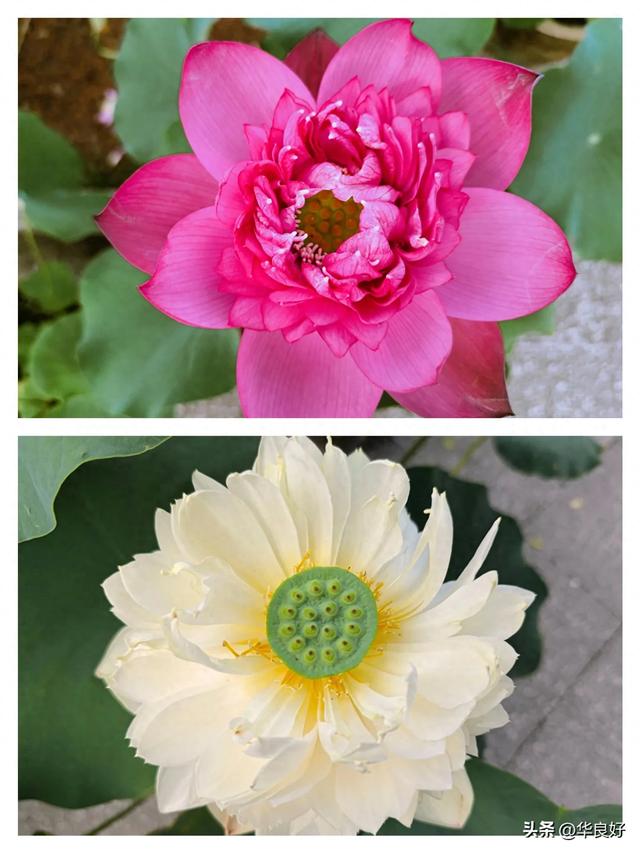 花艳叶新 “荷”你相遇——古漪园观荷记