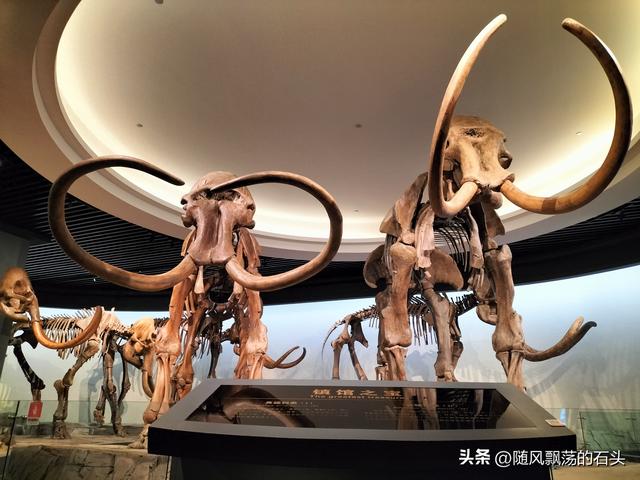 大庆博物馆的镇馆之宝可能是它， 而不是猛犸象
