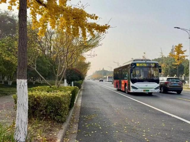 20天“落叶不扫”！青浦这条路，藏着秋冬的出片密码→