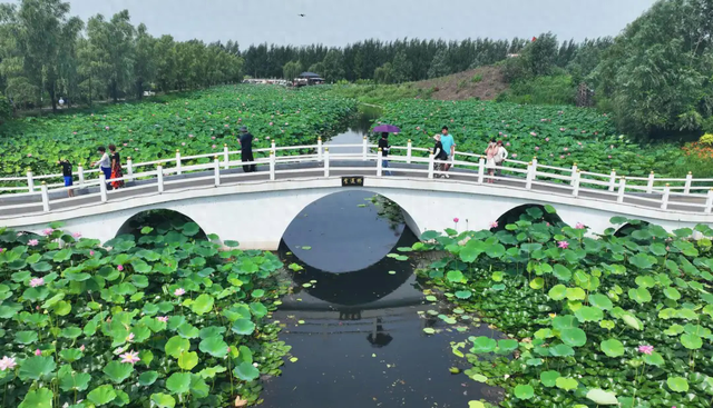 铁岭：一汪碧水“重生记”！“大莲花”荷香浮动迎客来