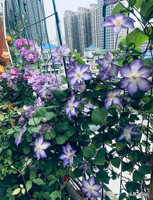 铁线莲的种植方法（铁线莲的日常栽培管理）