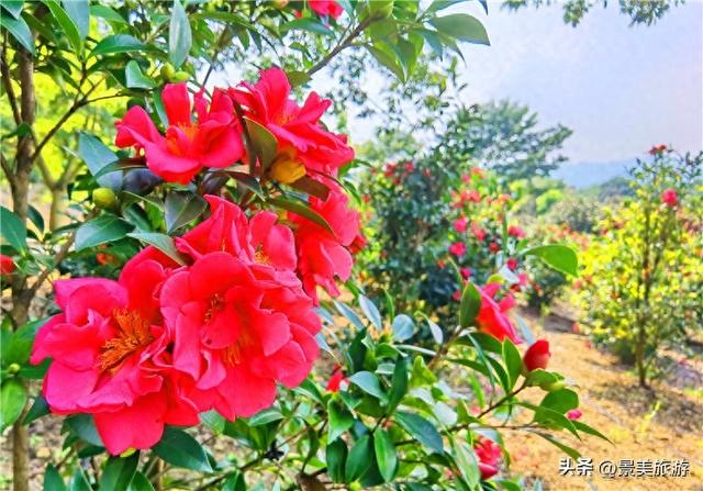 佛山卡玛缤纷花世界金秋茶花盛宴,邀你共赴一场国色天香之约