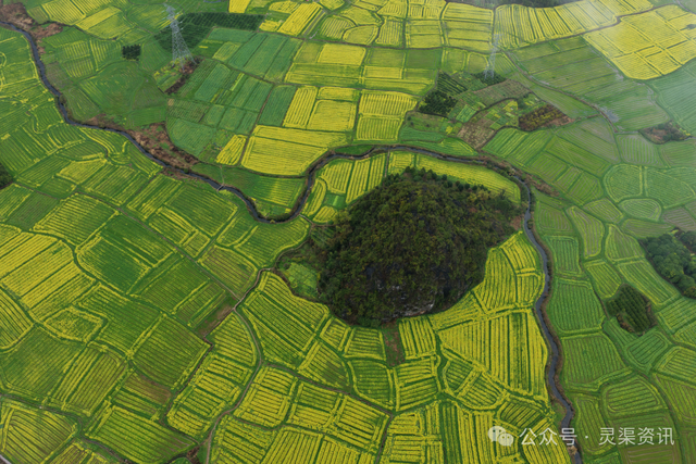 美出圈！兴安这片油菜花开了，金色花海藏着醉美田园风光