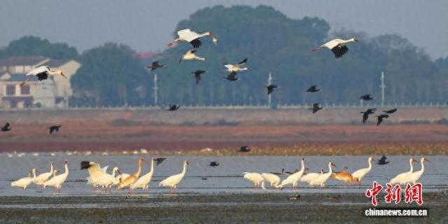 候鸟带来“生态流量” 多地发展“观鸟+”融合业态