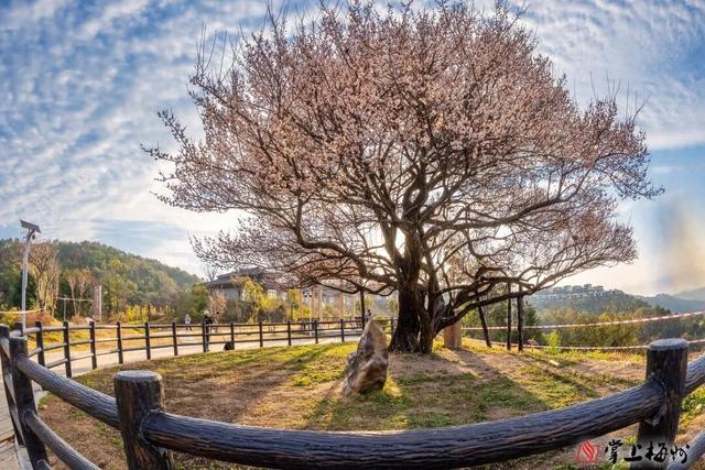 “梅”景如画，文明如风！