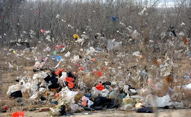 竹子能救地球？中国这招太狠了！专家解谜竹子代替塑料的战略意义