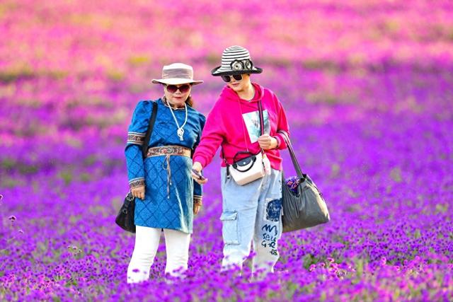 呼和浩特：马鞭草花海迎来盛花期