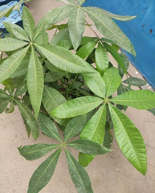 新栽发财树多久浇水一次（发财树什么时候该浇水小竹签告诉你）