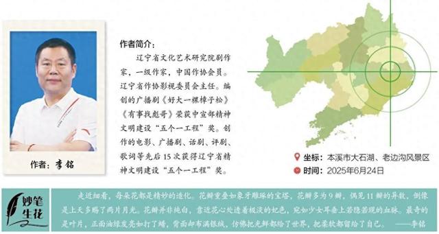 《辽宁一日》专刊|冰川时期活化石——天女木兰花