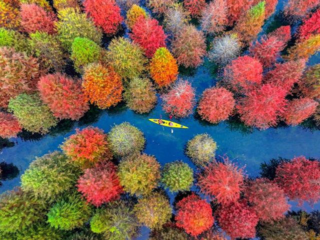 初冬水杉 色彩斑斓