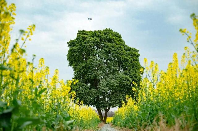 成都2026油菜花新晋顶流打卡地开花了！本周末直接冲错过等一年！