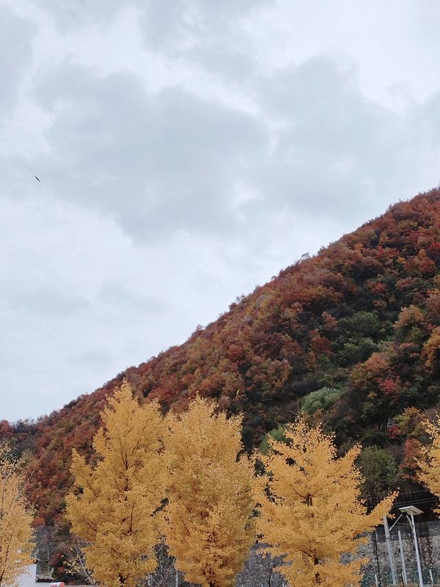 秦岭秋色里的一抹甜