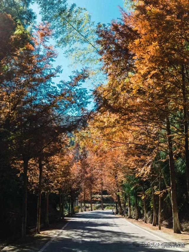 邂逅初冬醉美泽雅风情！藏于乡野的冬日艳遇，每个转角都有惊喜！