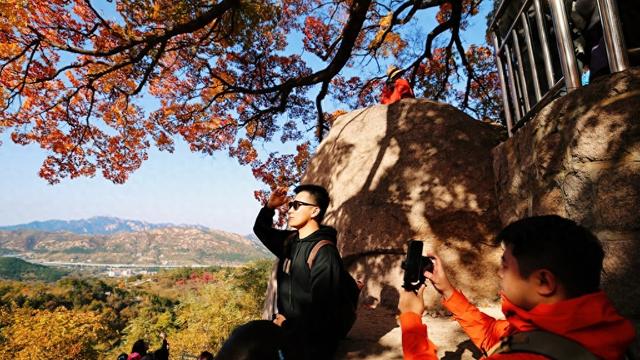 崂山这棵古树红了，非周末时间都人山人海！网友：长得像菜花