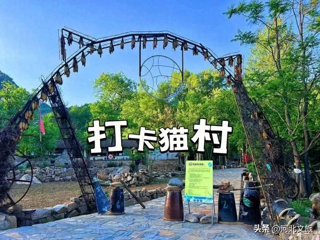 喵喵喵~山里有一个猫界桃花源！