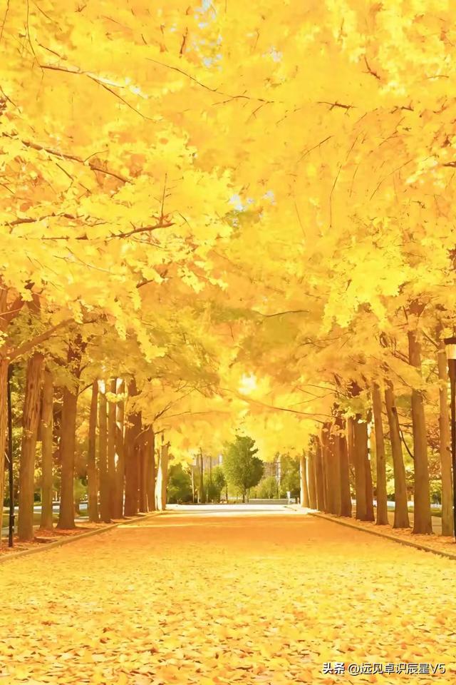 北京的银杏真的杀疯了！超美银杏瀑布，惊呆了整个秋天！