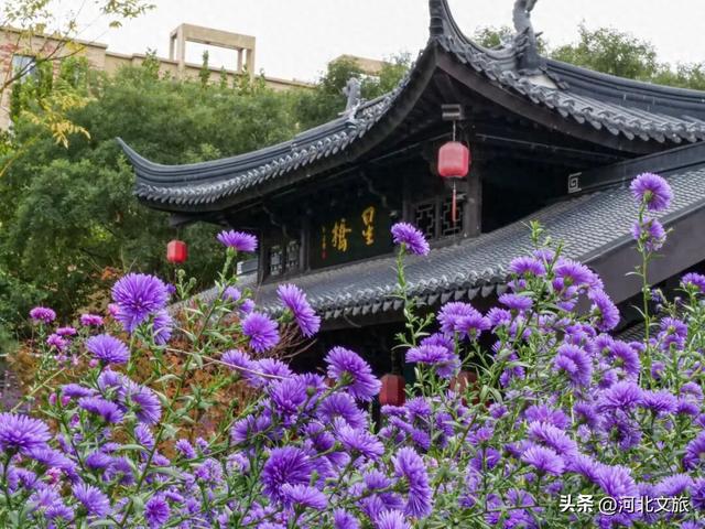 此刻，紫色“花毯”已“铺”好，石家庄市栾城区美成这样……