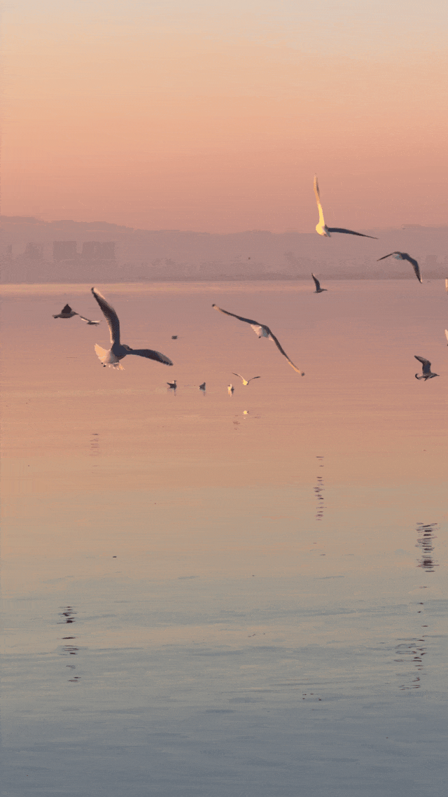 都是小众打卡点！在这些地方看海鸥，景美鸥多还诗意满满~