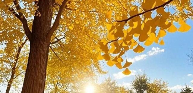 京城追“杏”指南，解锁最美秋意