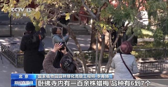 北京多处花卉提前绽放，带来冬日赏花奇妙体验