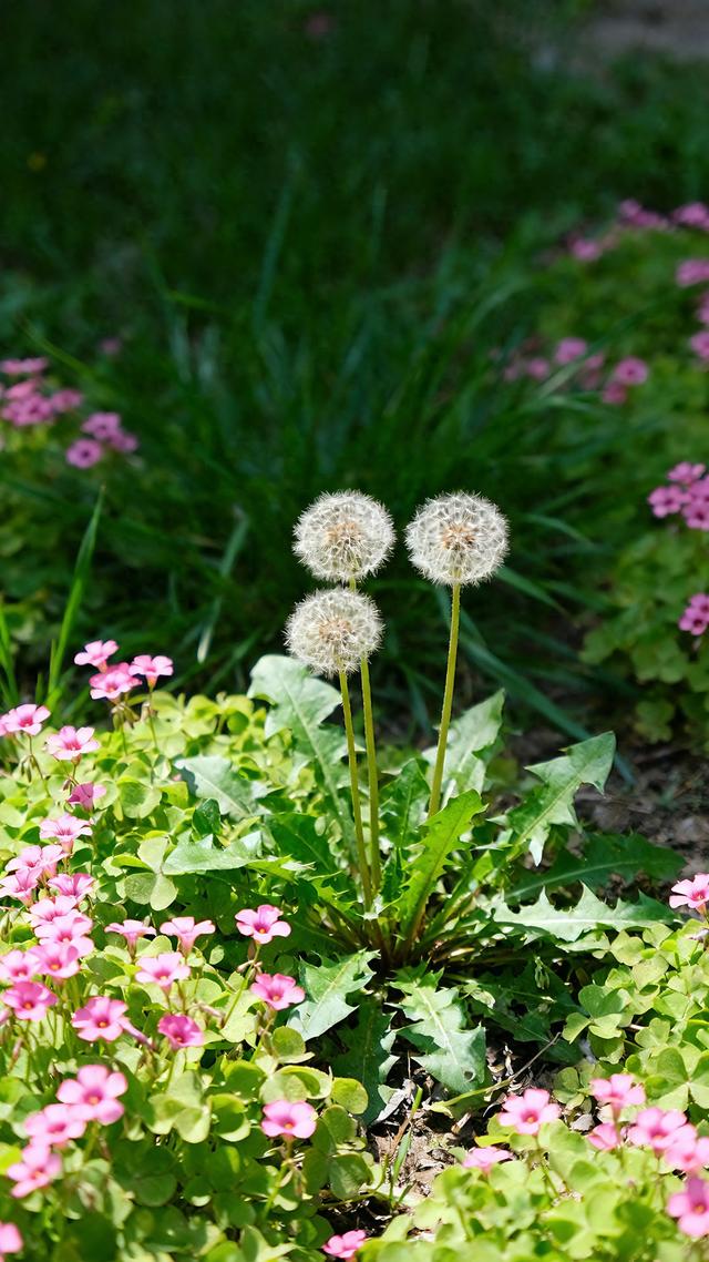 丝丝春意，抹去缕缕寒意，春天美景分享，太治愈了！