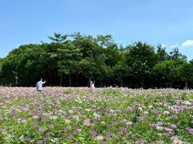 黄昏绽放，醉蝶花藏着“限时浪漫”，泉州滨海公园，8000多平方米的醉蝶花海进入观赏期，与海天相映成趣