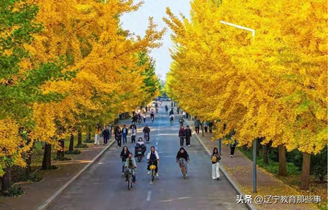 沈阳赏秋攻略更新！农大本周末开放预约，辽大银杏节同步上线