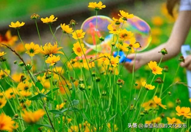 不负好时光！在秦皇岛做完这12件小事，这个夏天才算完美~