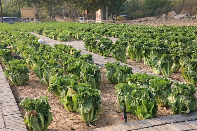 农耕文化焕生机！元氏县封龙山景区“状元学田”成为农耕文化新课堂