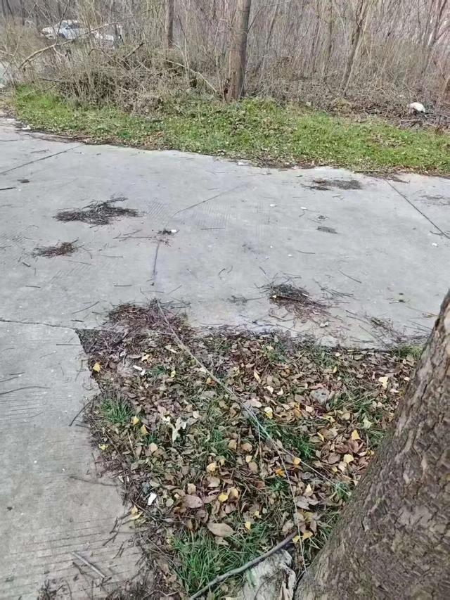 洛阳一男子公园骑三轮车遭“拦路铁丝”勒脖身亡，园方：事发地为私人承包区，已排查公园安全隐患