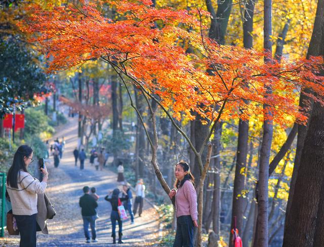 巢湖红枫满枝桠 初冬时节尽诗意