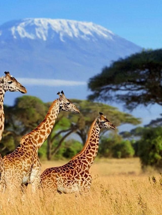 非洲坦桑尼亚8天7晚野奢之旅，乘越野车Safari，看动物大迁徙！