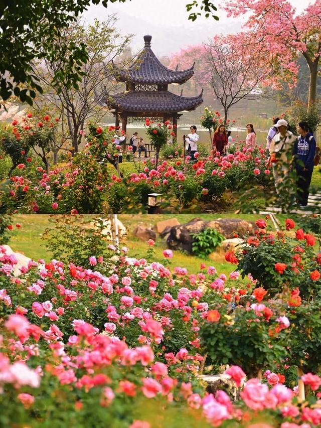 十二月限定浪漫 青秀山双花同绽迎冬韵