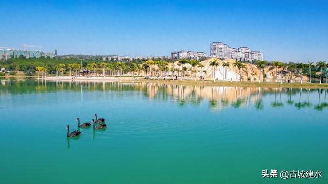 谁懂啊！建水五龙湖新来的黑天鹅，直接美成冬日童话