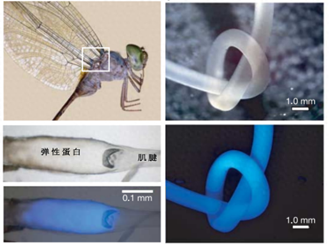 科学家从蜻蜓身上找到“又强又弹”的材料密码