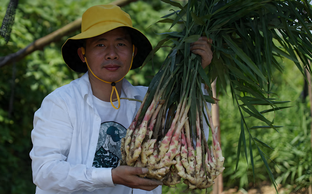 铜陵秋味 | 姜香溢满城