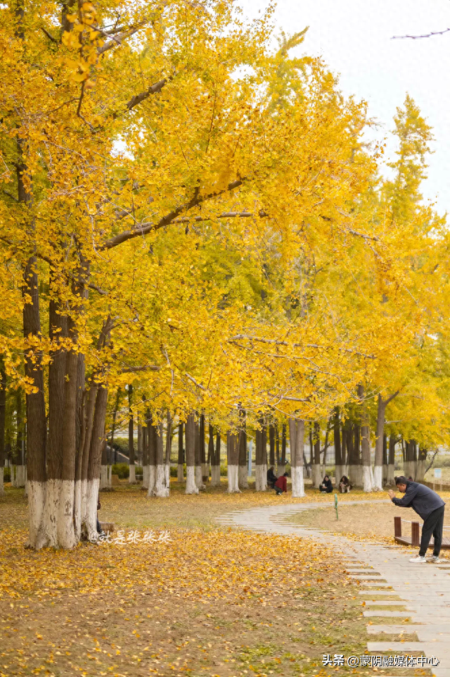 【制作部】此处天地一色，快来赴一场与金黄的约会吧！