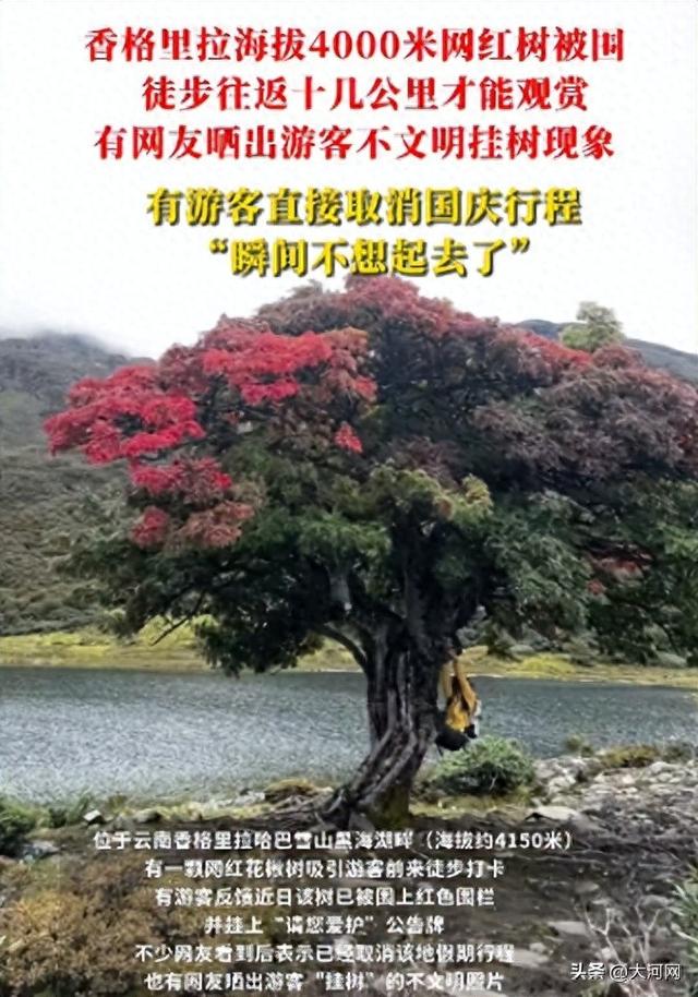 香格里拉网红树被围栏杆，有游客直接取消国庆行程，此前有有网友晒出不文明游客的“挂树照”