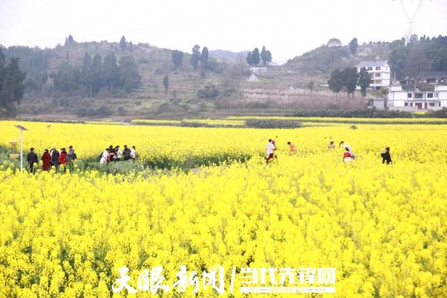 播州区茶山村:油菜花节开幕800亩花海醉游人