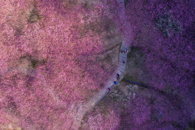 满山野桃花正开！山东一免费桃花山，有小新疆的阴阳坡，没停车费