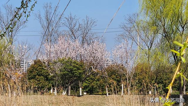 江苏今天飙到20℃明天就暴跌，连下几天雨！春捂攻略必看