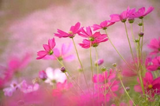 上海秋日浪漫天花板！这些花海美到让人心醉