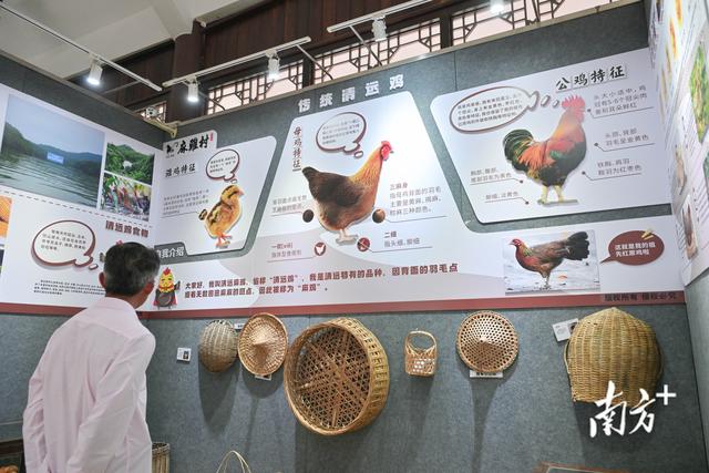 请到清城过暑假｜清城区三天两夜游精品线路①百味鸡宴·美食寻鲜之旅
