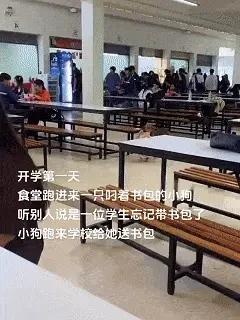 开学第一天狗进食堂帮主人送书包，本想闻主人在哪，结果全是饭香